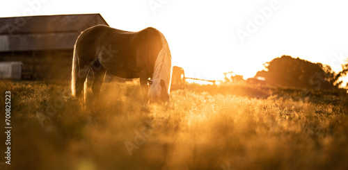 horse in the field