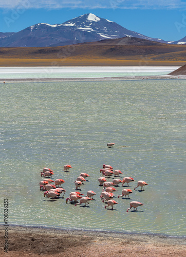 Laguna con flamencos y montaña de fondo - Laguna Brava - La Rioja - Argentina