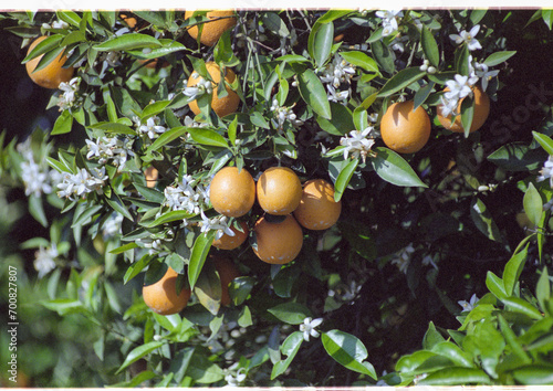 Navel Orange Tree with Fruit and Blossoms