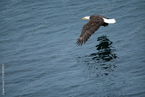 Eagle Flying over water San Juan Islands Washington