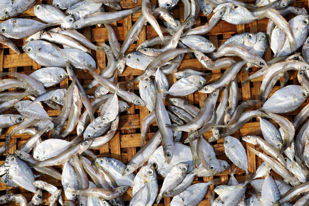 salted fish production, the process of drying small fish or anchovies and drying fish at fishing ports in Indonesia.