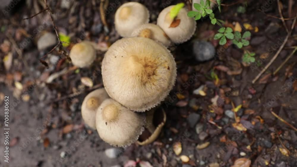 Fungi. Top view of wild mushrooms growing in the woods. Fungi. Top view of wild mushrooms growing in the woods.