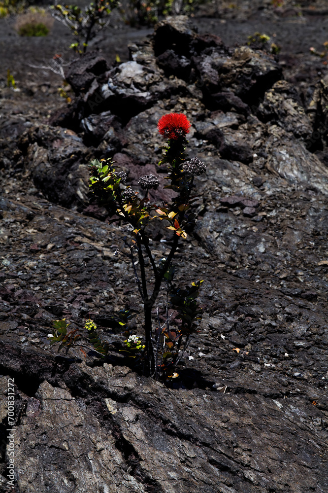 Plant With Green Leaf And Red Flower Growing Up Out Of Old Lava Plant With Green Leaf And Red Flower Growing Up Out Of Old Lava