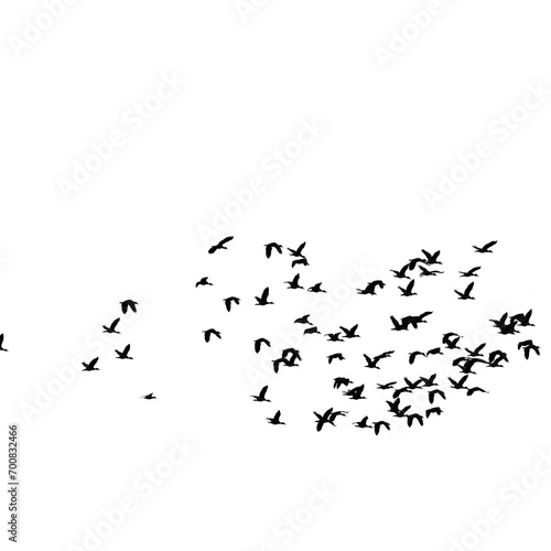 silhouette of bird  © roliwansyah