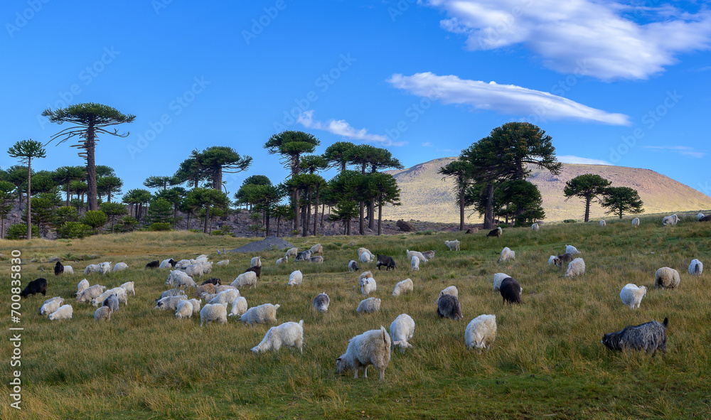 Obraz premium Campo con ovejas y bosque de araucarias - pehuenes - Neuquèn - Argentina