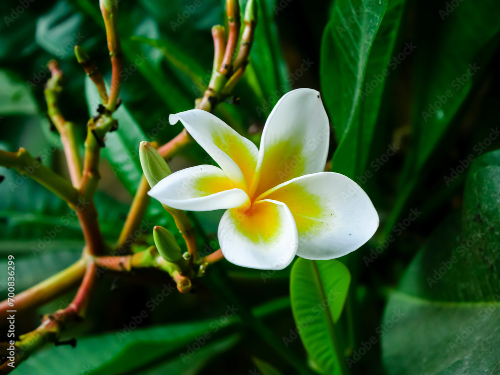 Obraz premium Blossom frangipani Plumeria rubra flowers with buds in Vietnam, originate from tropical and subtropical South America, blossom popular Hoa Su with natural green vein foliage background