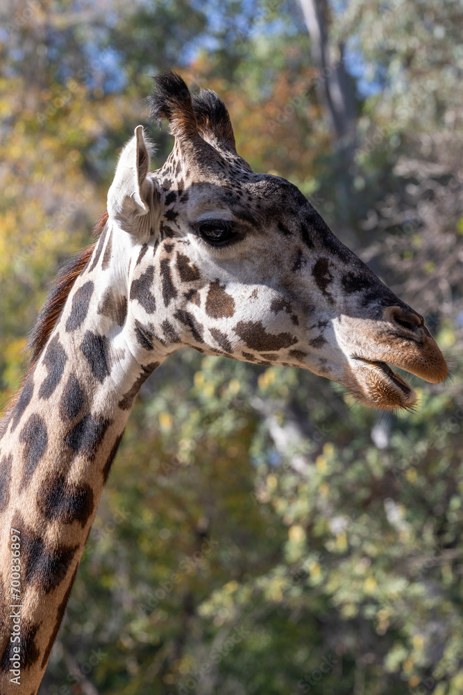 Portrait of a giraffe