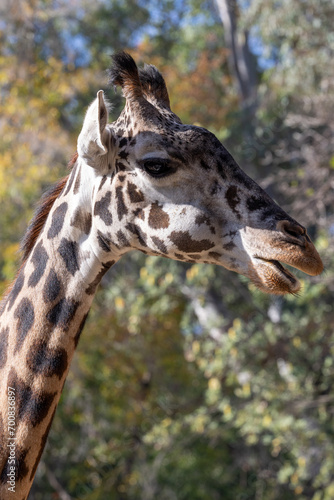 Portrait of a giraffe