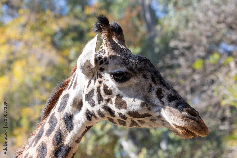 Portrait of a giraffe