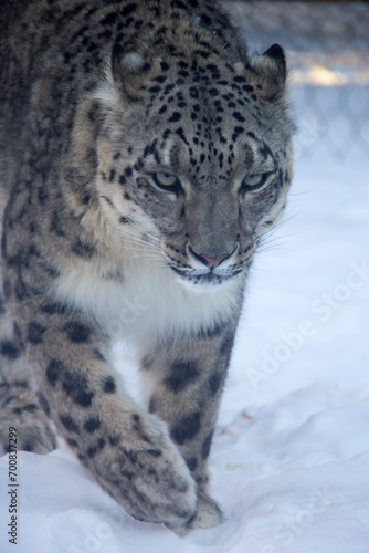 Snow leopard on the snow in a zoo