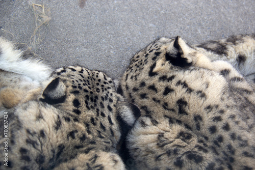 Obraz na płótnie Duo of snow leopards sleeping on a rock w salonie