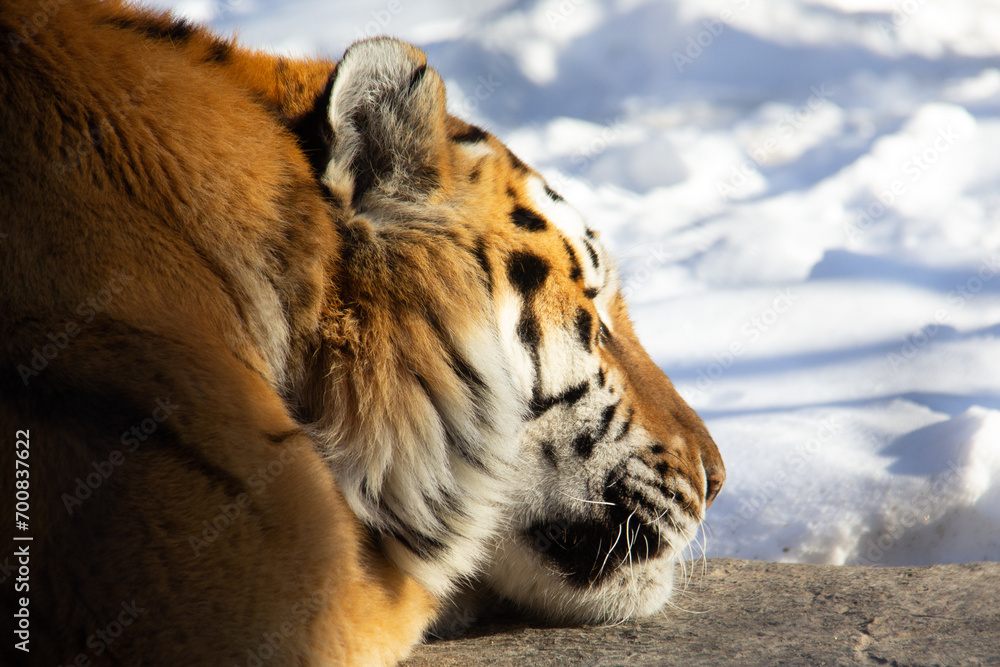Close up of a tiger during winter