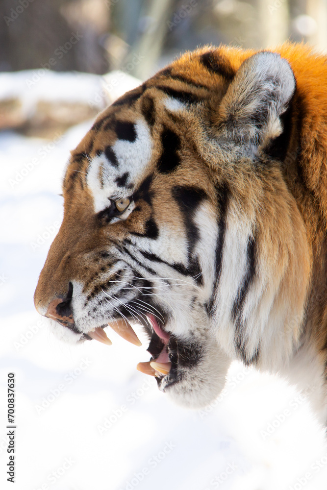 Close up of a tiger during winter
