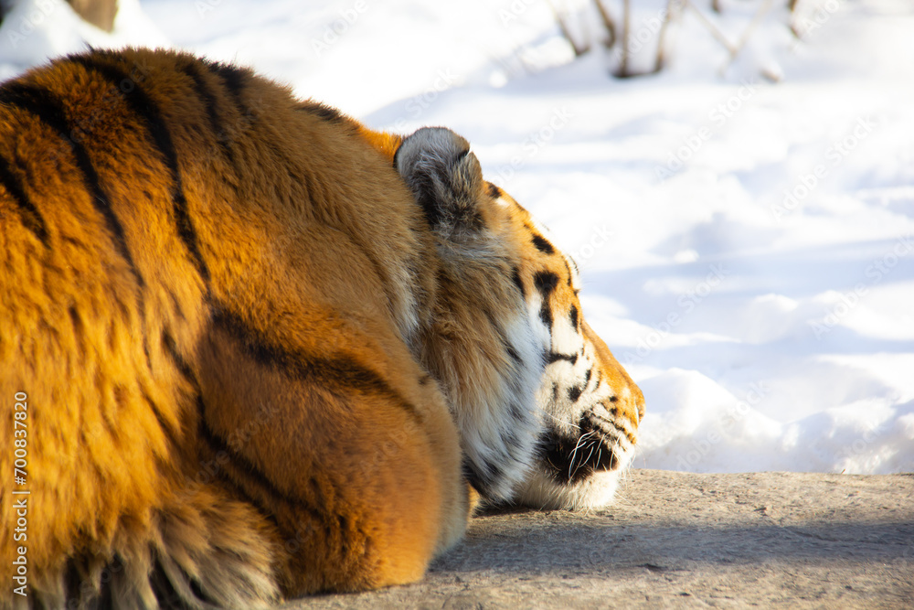 Sleeping tiger on a rock during winter