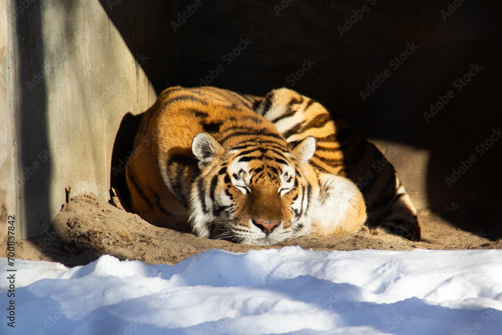 Sleeping tiger on a rock during winter