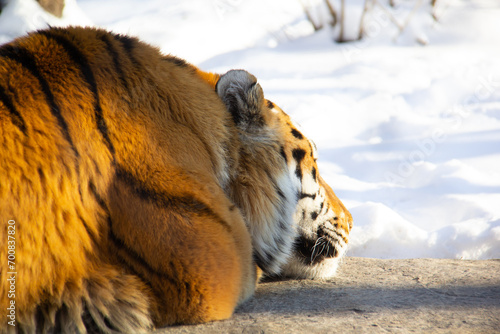 Obraz na płótnie Sleeping tiger on a rock during winter w salonie