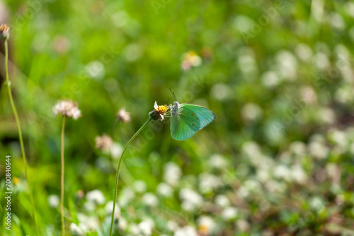 butterfly sitting on a flower in a meadow in summer