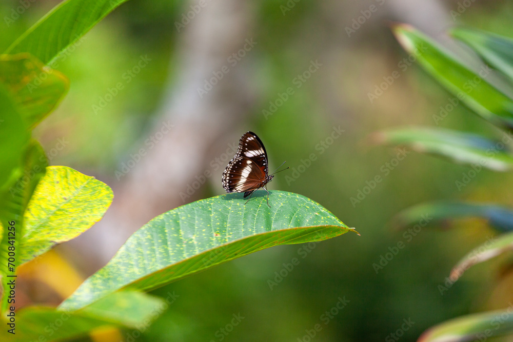 butterfly sitting on a flower in a meadow in summer butterfly sitting on a flower in a meadow in summer