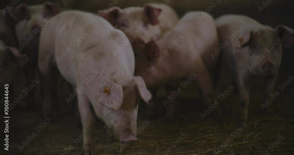 Swine Pigs Husbandry Modern Pig Farm Livestock Farm Pork Production Swine Pigs Husbandry Modern Pig Farm Livestock Farm Pork Production