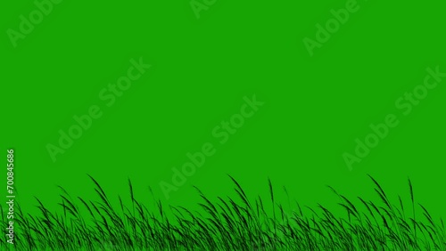 Long Grass Silhouette Blowing in the Wind Green screen 4K Loop features a silhouette of long grass or wheat blowing in the wind on a green screen in a loop.