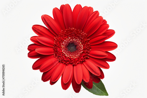 beautiful isolated red gerbera flower  isolated on white background  ideal for natural or season designs