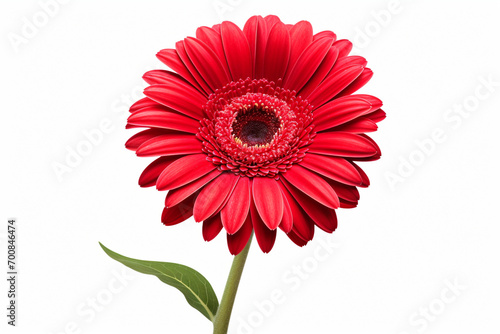 beautiful isolated red gerbera flower  isolated on white background  ideal for natural or season designs