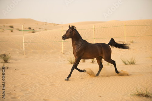 horse runs in the desert
