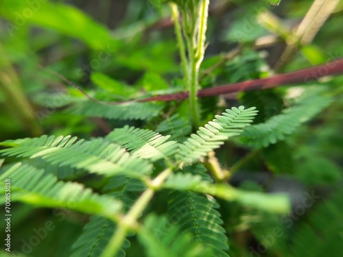 Cicer Milkvetch (Astragalus cicer L.) Close Up in the Morning for Nature Presentation Background