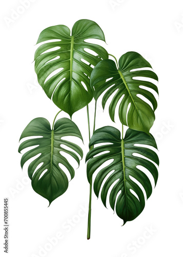 Exotic Elegance: Isolated Tropical Hanging Monstera Plant with Transparent Background