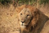 Old Lion - Kruger National Park
