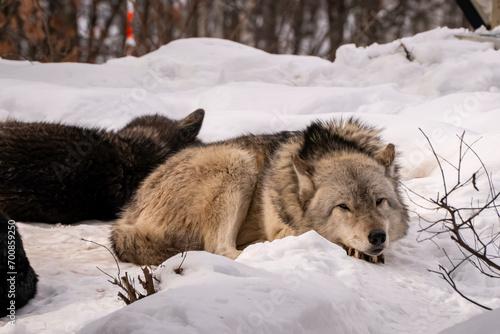 雪の中眠るオオカミ © ANSHIN