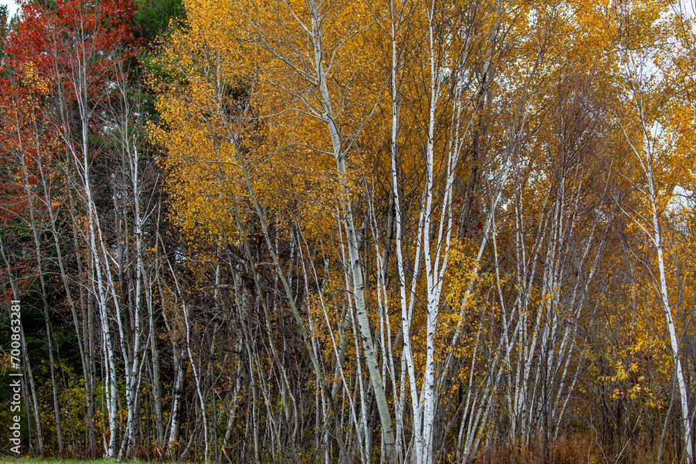 Fototapeta premium Wisconsin white birch trees in October with fall colors