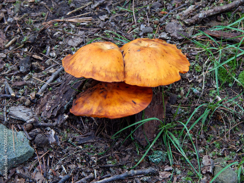 mushrooms in the forest