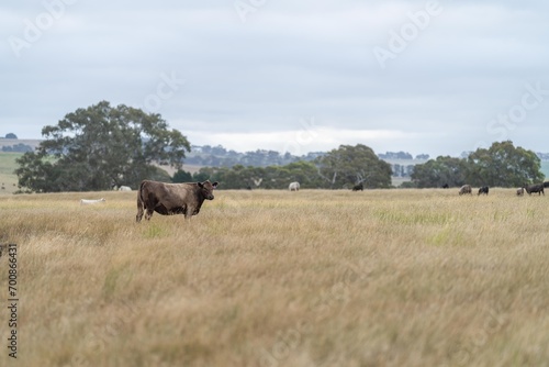 angus, wagyu and murray grey cattle in a paddock on a farm with long dry summer grass on a farm in australia