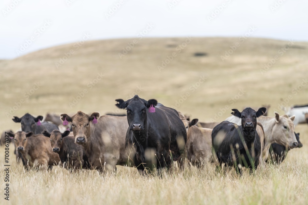wagyu and angus cattle are Agricultural free range livestock on a farm. Cows grazing on free range green pasture and native grasses. Fat cow in a field on a farm in Australia wagyu and angus cattle are Agricultural free range livestock on a farm. Cows grazing on free range green pasture and native grasses. Fat cow in a field on a farm in Australia