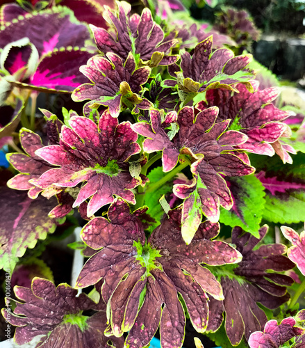 Close up of coleus plant. Colorful leaves. Beautiful colorful leaves of coleus plant growing outdoors. 