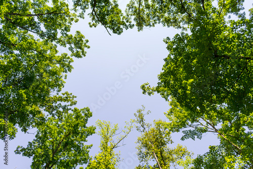 A sky view of circular green trees with leaves canopy opening in a forest at Red River Gorge Kentucky.