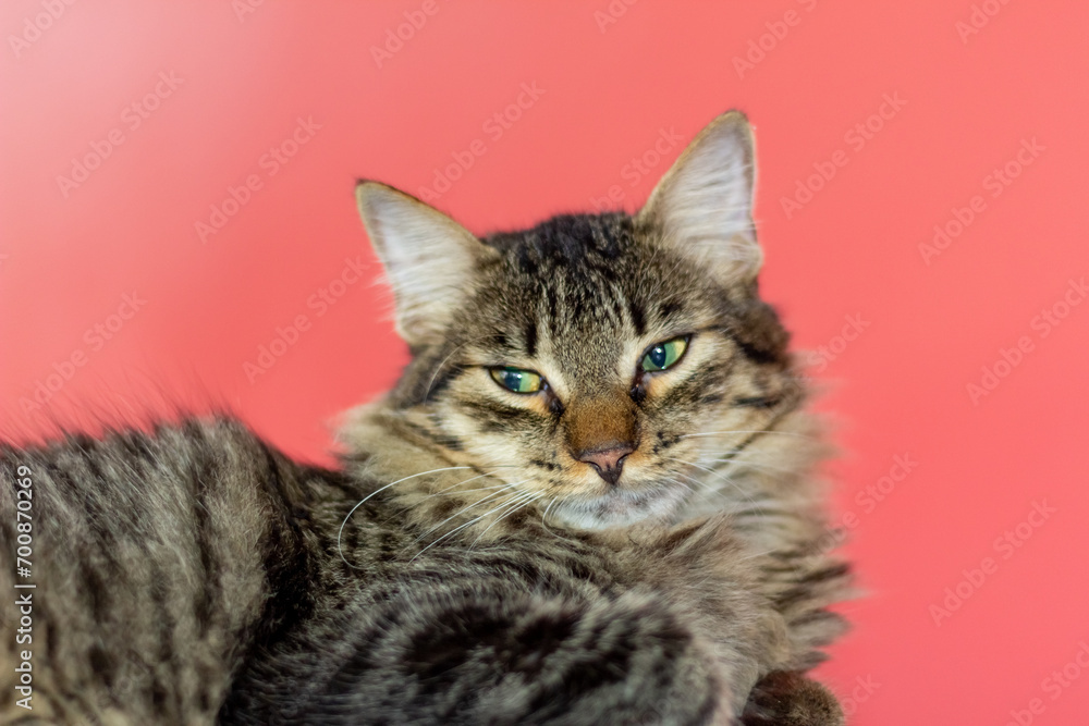 Cute tabby cat with green eyes lying on a wooden table Cute tabby cat with green eyes lying on a wooden table