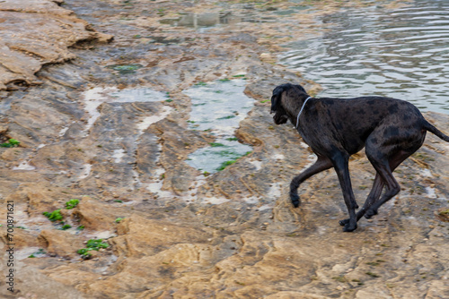 Photography Dogs playing at Tamarama Beach, Sydney, NSW Australia