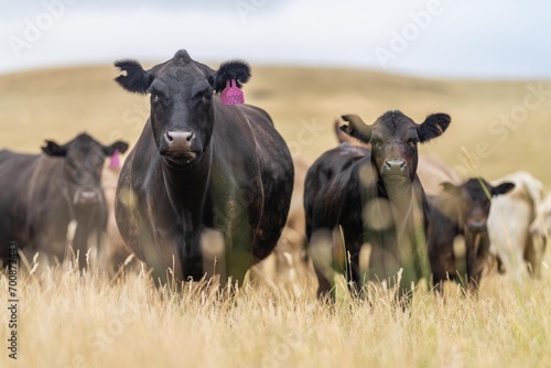 Fototapeta Naklejka Na Ścianę i Meble -  Close up of Stud Beef bulls and cows grazing on grass in a field, in Australia. eating hay and silage. breeds include murray grey, angus, brangus and wagyu.