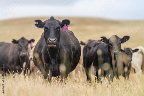 Cow face close up looking at camera. Black Wagyu cow in a summer field in australia photo