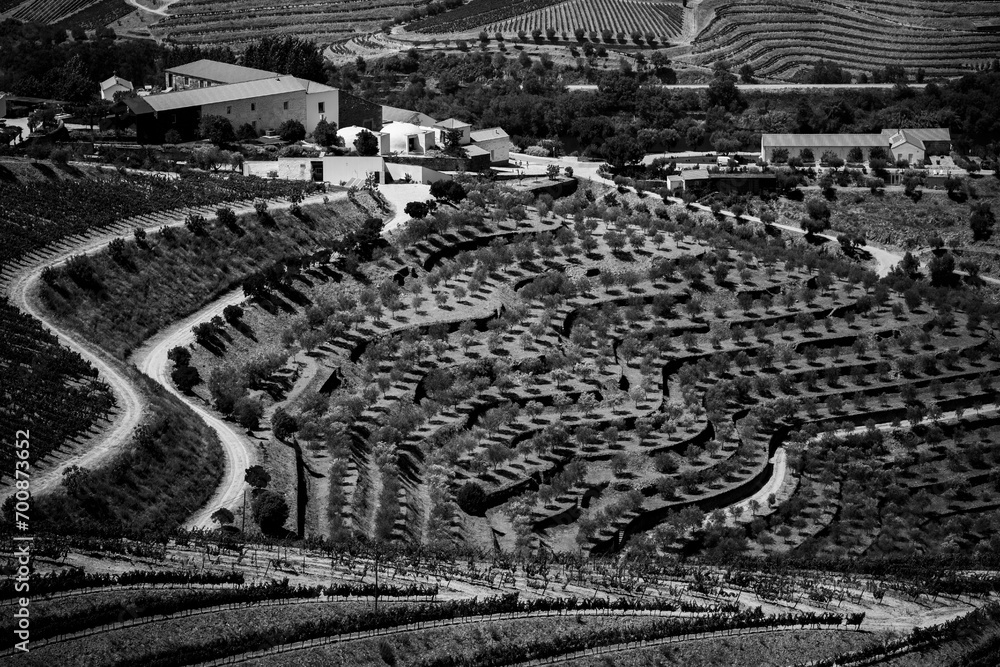 Vineyards in the Douro Valley, Portugal. Black and white photo.