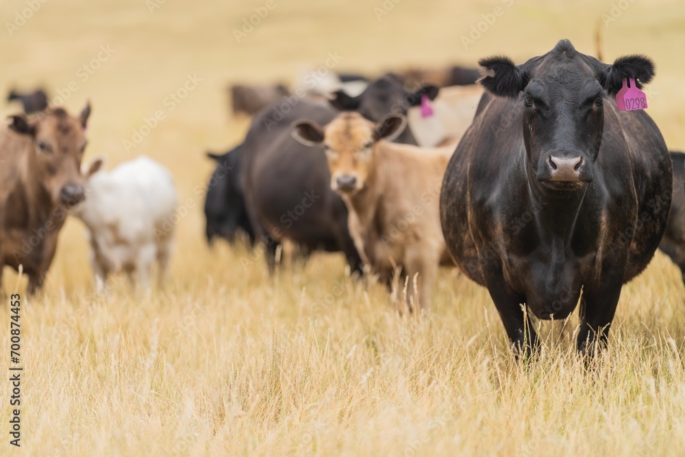 Close up of Stud Beef bulls and cows grazing on grass in a field, in Australia. eating hay and silage. breeds include murray grey, angus, brangus and wagyu. Close up of Stud Beef bulls and cows grazing on grass in a field, in Australia. eating hay and silage. breeds include murray grey, angus, brangus and wagyu.