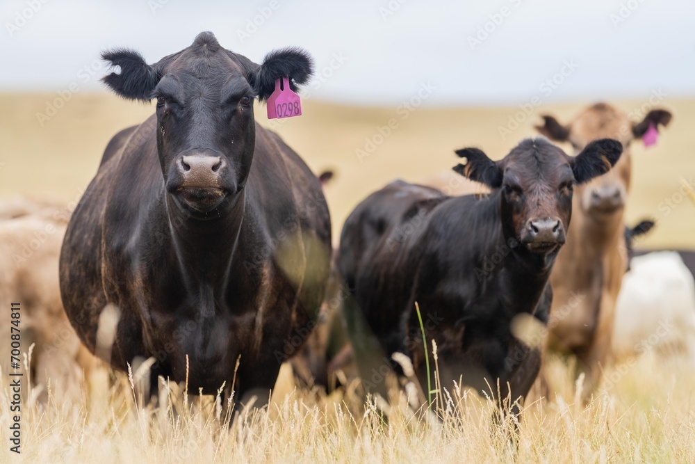 wagyu and angus cattle are Agricultural free range livestock on a farm. Cows grazing on free range green pasture and native grasses. Fat cow in a field on a farm in Australia wagyu and angus cattle are Agricultural free range livestock on a farm. Cows grazing on free range green pasture and native grasses. Fat cow in a field on a farm in Australia