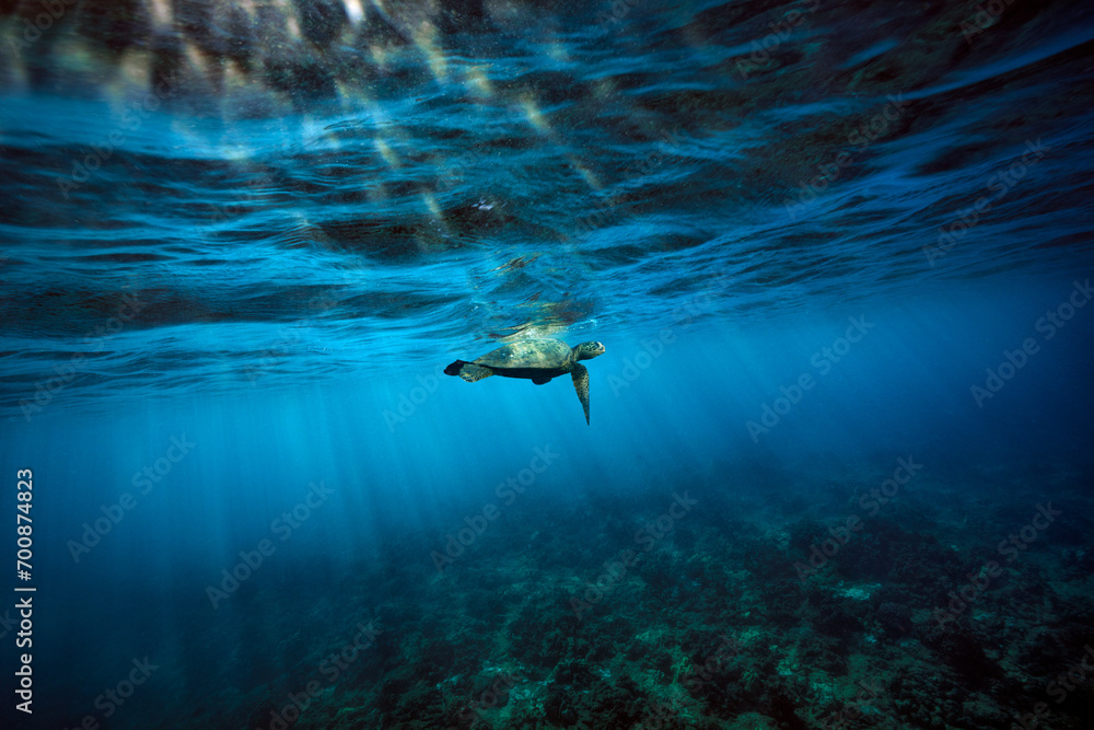 A green sea turtle surfaces for a breath of air as the early morning sun breaks the surface of the ocean over the clear waters and coral reef of Hawaii. - obrazy, fototapety, plakaty 
