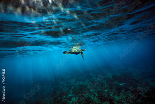 A green sea turtle surfaces for a breath of air as the early morning sun breaks the surface of the ocean over the clear waters and coral reef of Hawaii.