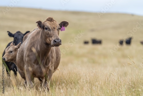 Fototapeta Naklejka Na Ścianę i Meble -  stud wagyu and angus beef cows in a paddock free range in australia, in a dry grass field