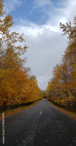 Fall Colored Road