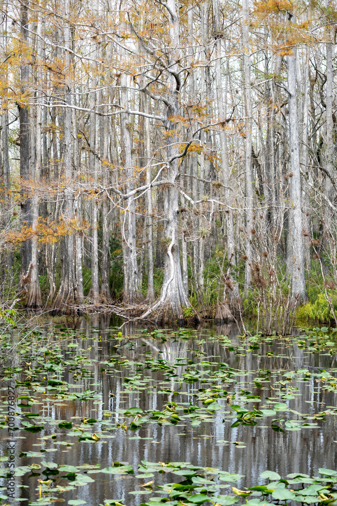 bald cypress trees in winter on the edge of a lily filled pond. In southwest Florida.