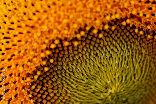 A close up shot of the sunflower, the seeds are clearly visible and the pollen pollen is clear.